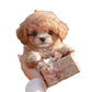 Nico -  My Realistic Robot Puppy